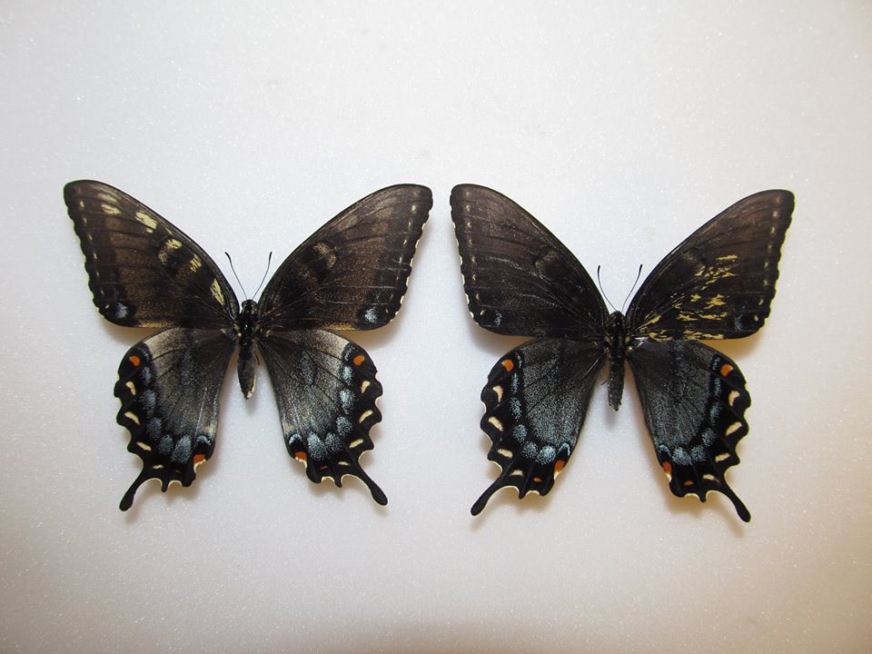 Papilio glaucus mosaics gynandromorph
